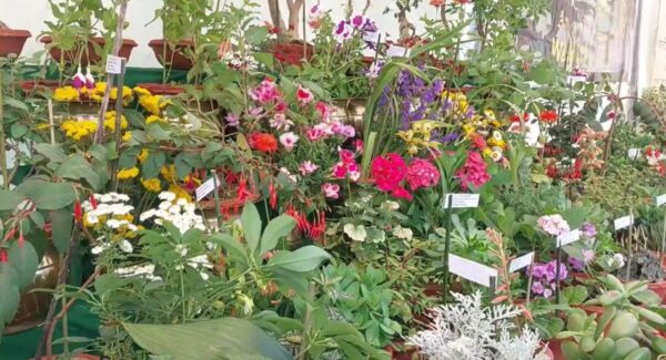 flowers-Photoroom