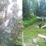 Over 4,000 Apple and Pear Trees Cut in Kotkhai; Himachal Government to Move Supreme Court