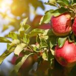 Higher MIP Makes Apple Imports Costlier, Benefits Himachal Growers