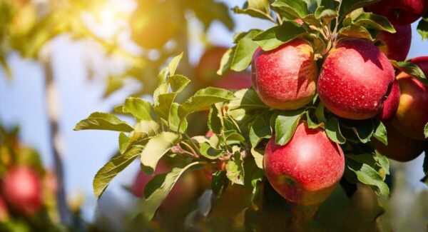 Apple-Photoroom