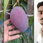 Himachal Farmer Naveen Grows World’s Most Expensive Mango ‘Miyazaki’, Valued in Lakhs