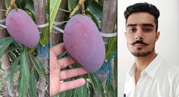 mango