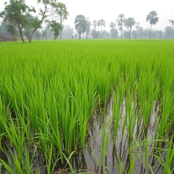 ‘Bona Virus’ Found in Paddy Fields of Kangra’s Rait Block