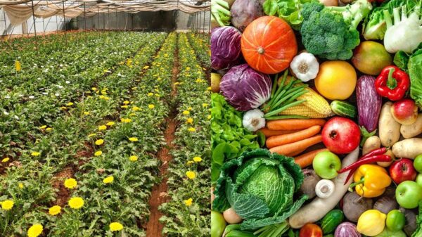 Himachal Pradesh: Horticulture to Be Introduced as a Vocational Subject in Schools and Colleges