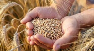 wheat-Photoroom
