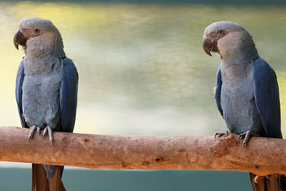Dispute Erupts Over Rare Parrot at Ambani Zoo