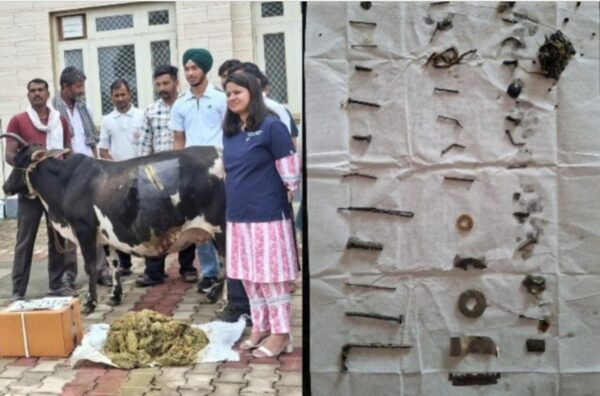 In Una, Himachal Pradesh, Doctors Remove 28 kg of Plastic and 41 Metal Nails from Pregnant Cow’s Stomach