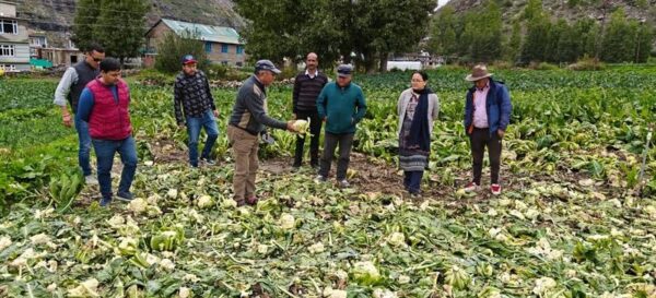 Cut-Off Lahaul’s Vegetables Reach Shimla via Leh–Delhi Air Route, Sold at ₹200 per Kg