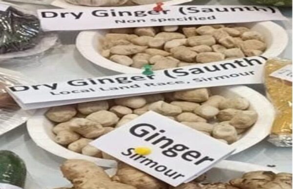 Palampur University Scientists Secure National Recognition for Sirmaur’s Native Ginger Variety