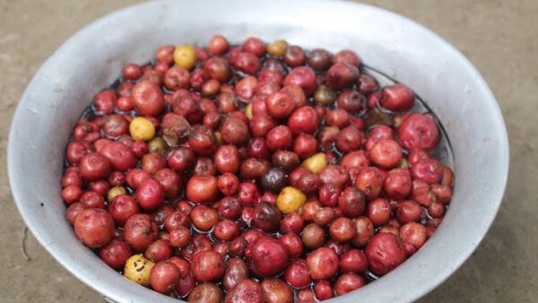 Road Blocked, Apple Growers in Banjar Unable to Transport Their Harvest