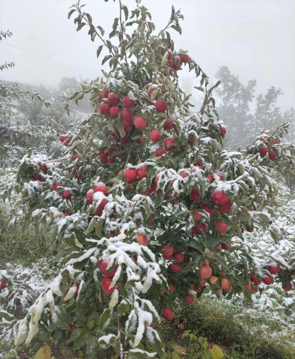 Unseasonal Snowfall Damages Apple Orchards in Lahaul