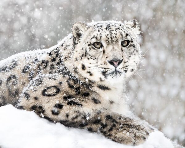 Himachal Hosts 83 Snow Leopards, Study Reveals
