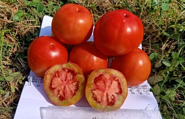 New Tomato Varieties Developed to Boost Himachal’s Vegetable Economy