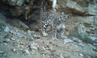 Snow Leopard Population Rises in Himachal; Strong Presence Recorded in Spiti, Pin Valley and Upper Kinnaur
