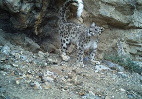 Snow Leopard Population Rises in Himachal; Strong Presence Recorded in Spiti, Pin Valley and Upper Kinnaur