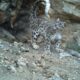 Snow Leopard Population Rises in Himachal; Strong Presence Recorded in Spiti, Pin Valley and Upper Kinnaur