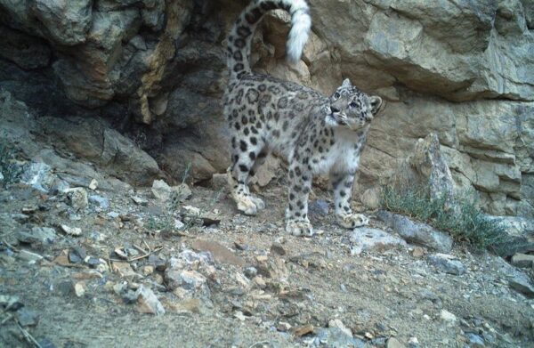 Snow Leopard Population Rises in Himachal; Strong Presence Recorded in Spiti, Pin Valley and Upper Kinnaur