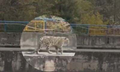 Snow Leopard Spotted for the First Time in Himachal’s Kinnaur; Rescued from Dam Site