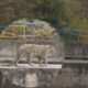 Snow Leopard Spotted for the First Time in Himachal’s Kinnaur; Rescued from Dam Site