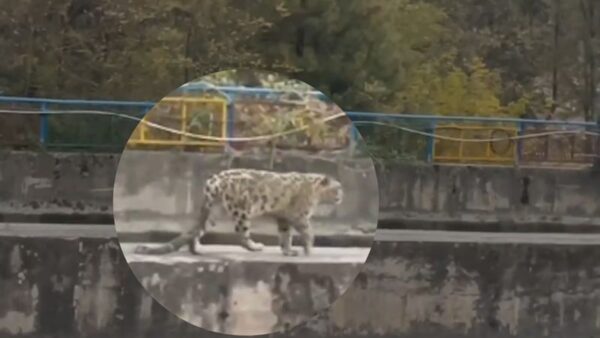 Snow Leopard Spotted for the First Time in Himachal’s Kinnaur; Rescued from Dam Site
