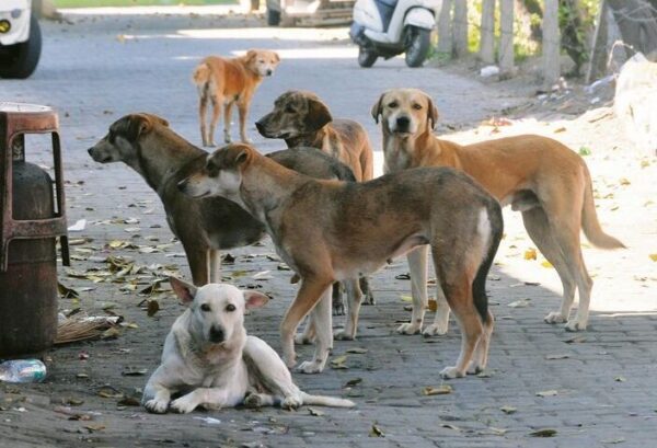 Dog bite awareness programme held at DAV Hardaspura, students briefed on first aid and rabies risks