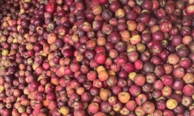 Bad roads force Himachal to dump one-third of 98,000 MT apple procured under MIS