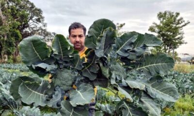 Himachal Farmer Grows 6,000 Off-Season Broccoli Plants, Earns Up to ₹500/kg