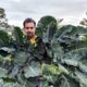 Himachal Farmer Grows 6,000 Off-Season Broccoli Plants, Earns Up to ₹500/kg