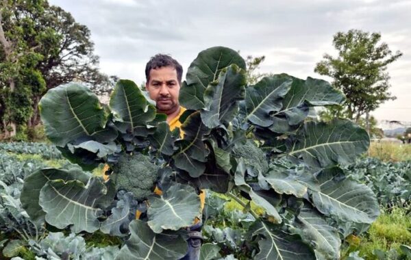 Himachal Farmer Grows 6,000 Off-Season Broccoli Plants, Earns Up to ₹500/kg