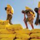 Middle East Conflict Disrupts Fertiliser Supply in Himachal, Himfed Begins Rationing Amid Rising Demand