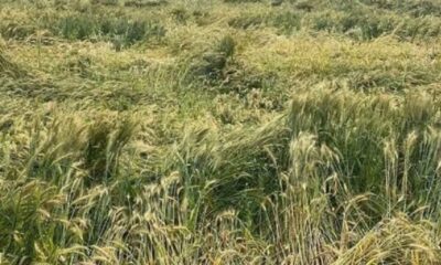 Untimely Rain Threatens Wheat Crop in Kangra Ahead of Harvest, Farmers Fear Heavy Losses