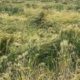 Untimely Rain Threatens Wheat Crop in Kangra Ahead of Harvest, Farmers Fear Heavy Losses