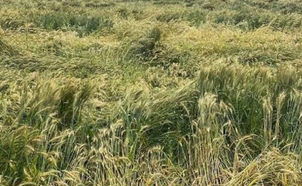 Untimely Rain Threatens Wheat Crop in Kangra Ahead of Harvest, Farmers Fear Heavy Losses