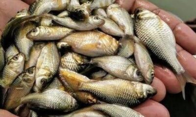 Himachal Pradesh Sets MSP for Reservoir Fish at ₹100/kg, Boosting Fishermen’s Income