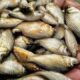 Himachal Pradesh Sets MSP for Reservoir Fish at ₹100/kg, Boosting Fishermen’s Income