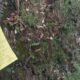 Shimla on Alert: Repeated Bomb Threats Trigger Panic, Authorities Plan New Security Strategy
