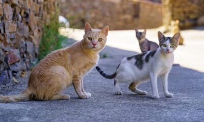 Vietnam Police Rescue Over 500 Cats from Illegal Meat Ring; Families Tearfully Reunite with Missing Pets