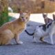 Vietnam Police Rescue Over 500 Cats from Illegal Meat Ring; Families Tearfully Reunite with Missing Pets