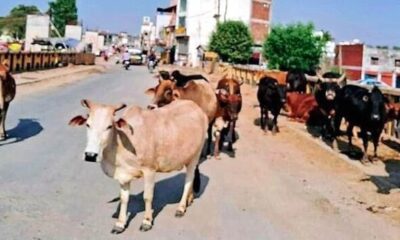 Nurpur Faces Rising Stray Cattle Menace as Abandoned Cows and Bulls Create Safety Concerns