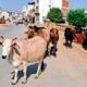 Nurpur Faces Rising Stray Cattle Menace as Abandoned Cows and Bulls Create Safety Concerns