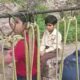 Mandi Schoolchildren Risk Their Lives Crossing Dam Waters on Unsafe Swing to Reach School Every Day
