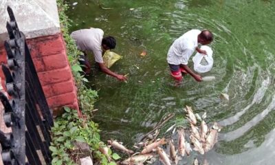 Hundreds of Fish Found Dead in Historic Nurpur Pond, Water Quality Under Scanner as Administration Launches Probe