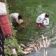 Hundreds of Fish Found Dead in Historic Nurpur Pond, Water Quality Under Scanner as Administration Launches Probe