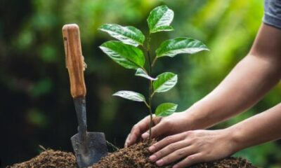 Himachal Pradesh to Plant 5 Million Saplings This Monsoon Under Mission-32 Green Drive