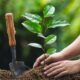 Himachal Pradesh to Plant 5 Million Saplings This Monsoon Under Mission-32 Green Drive